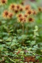 Scarlet Piripiri Acaena microphylla with spiky seed heads in New Zealand Royalty Free Stock Photo